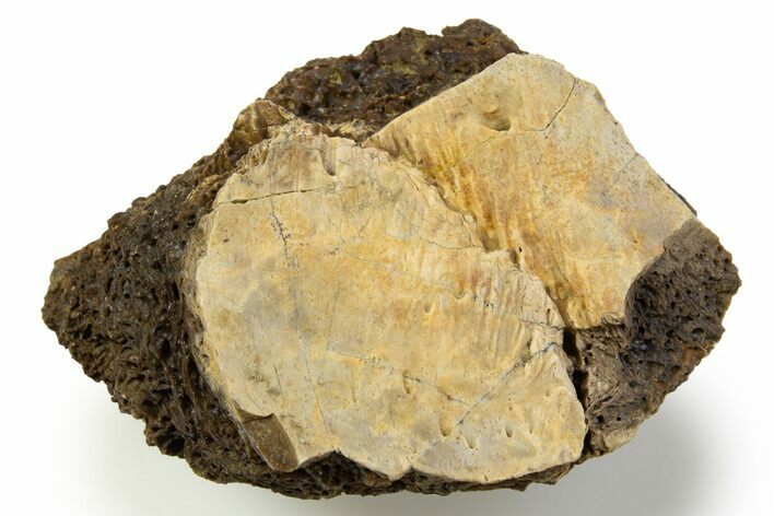 Fossil Tyrannosaur (T rex) Bone Section - Wyoming #314038